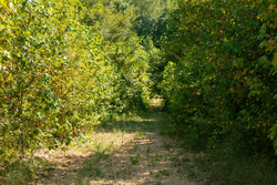 property photo for Big White Oak Tract 38, 5.76 acres for sale in Perry County, Tennessee