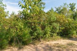 property photo for Big White Oak Tract 39, 5.52 acres for sale in Perry County, Tennessee