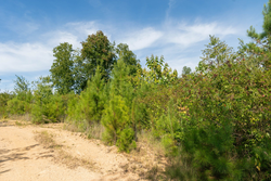 property photo for Big White Oak Tract 39, 5.52 acres for sale in Perry County, Tennessee