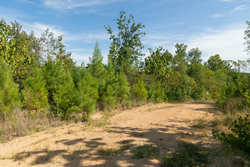 property photo for Big White Oak Tract 39, 5.52 acres for sale in Perry County, Tennessee