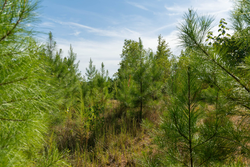 property photo for Big White Oak Tract 39, 5.52 acres for sale in Perry County, Tennessee