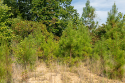 property photo for Big White Oak Tract 39, 5.52 acres for sale in Perry County, Tennessee