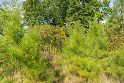 property photo for Big White Oak Tract 39, 5.52 acres for sale in Perry County, Tennessee