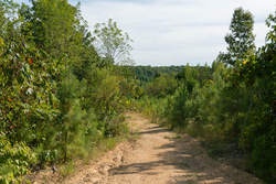 property photo for Big White Oak Tract 39, 5.52 acres for sale in Perry County, Tennessee