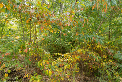 property photo for Big White Oak Tract 47, 8.43 acres for sale in Perry County, Tennessee