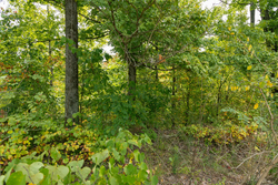 property photo for Big White Oak Tract 47, 8.43 acres for sale in Perry County, Tennessee