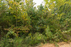 property photo for Big White Oak Tract 47, 8.43 acres for sale in Perry County, Tennessee