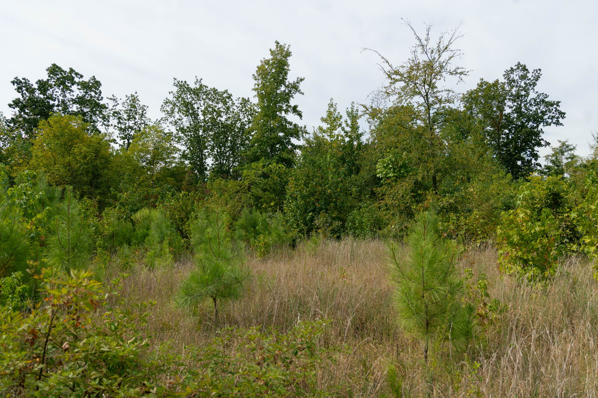 Tract 48 at Big White Oak in Perry County, Tennessee
