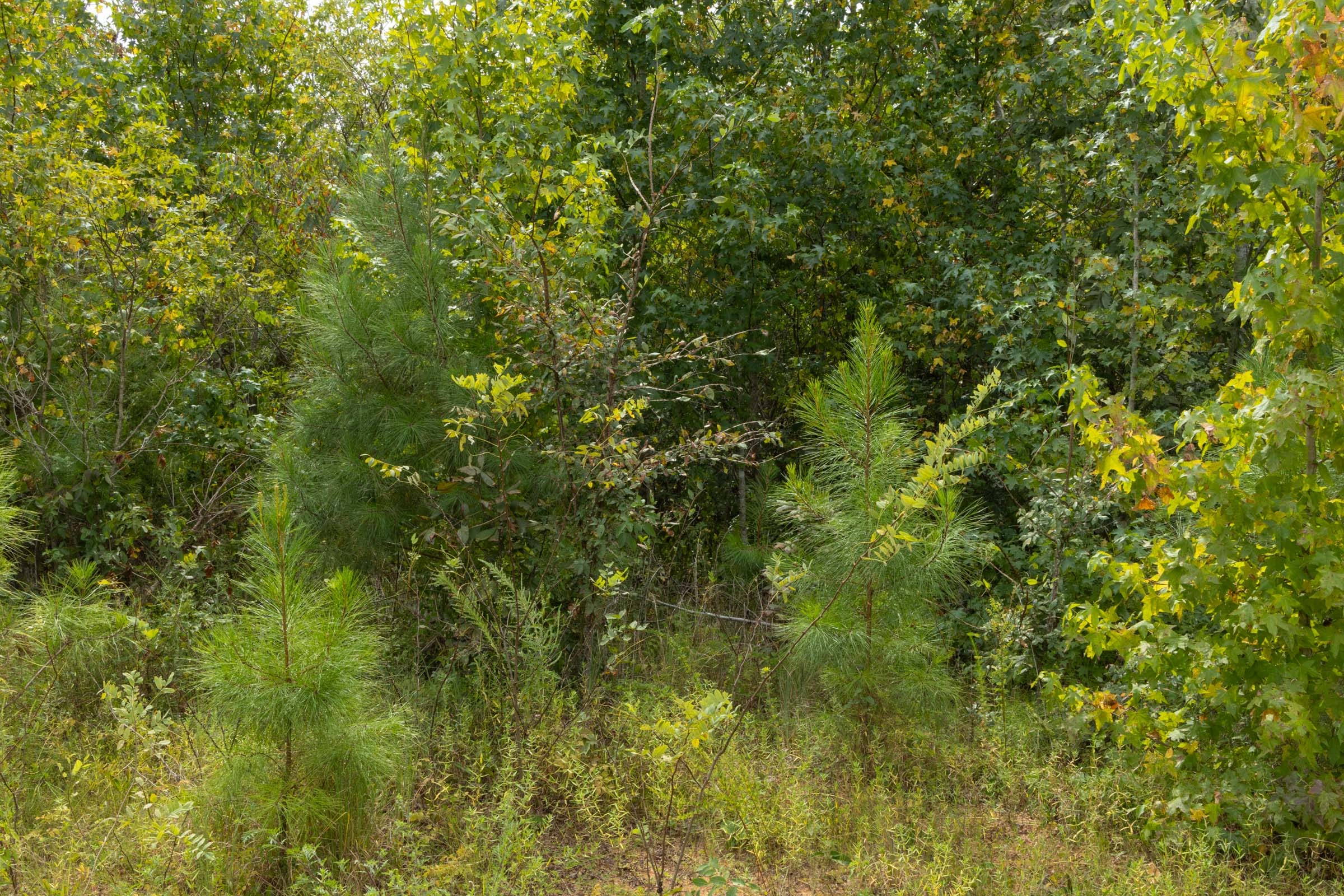 Tract 64 at Big White Oak in Perry County, Tennessee