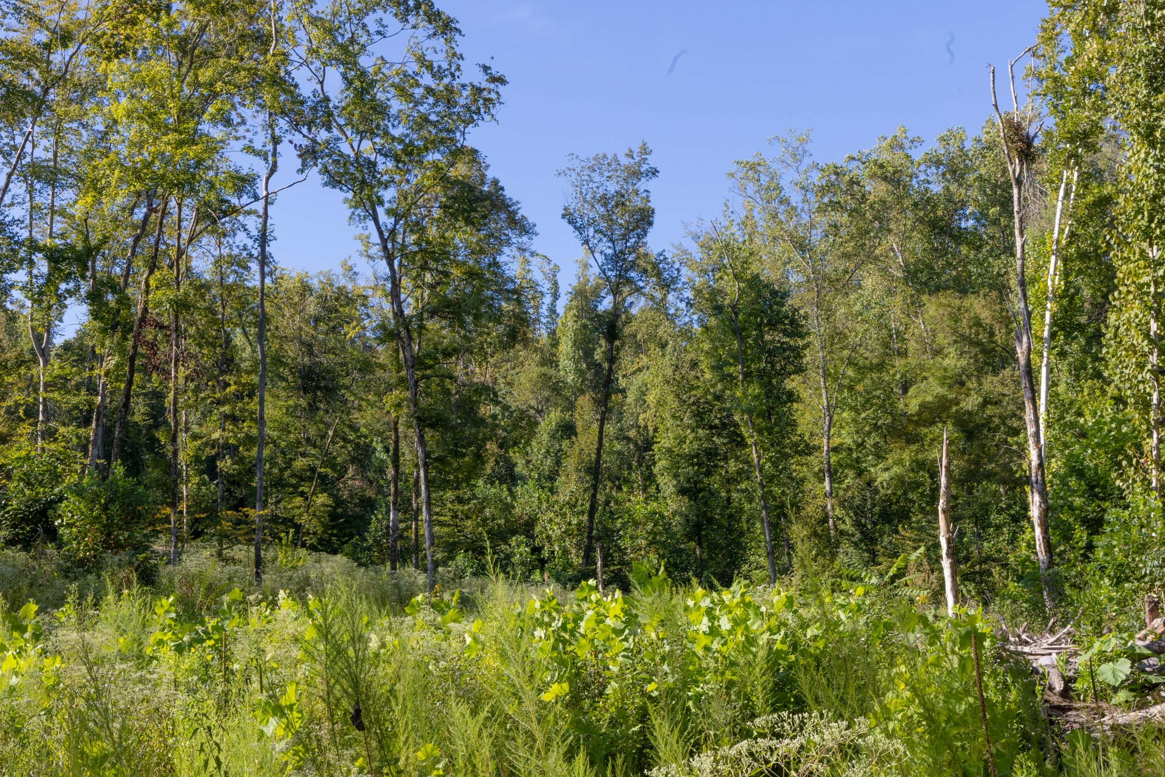 Tract 7 at Big White Oak in Perry County, Tennessee