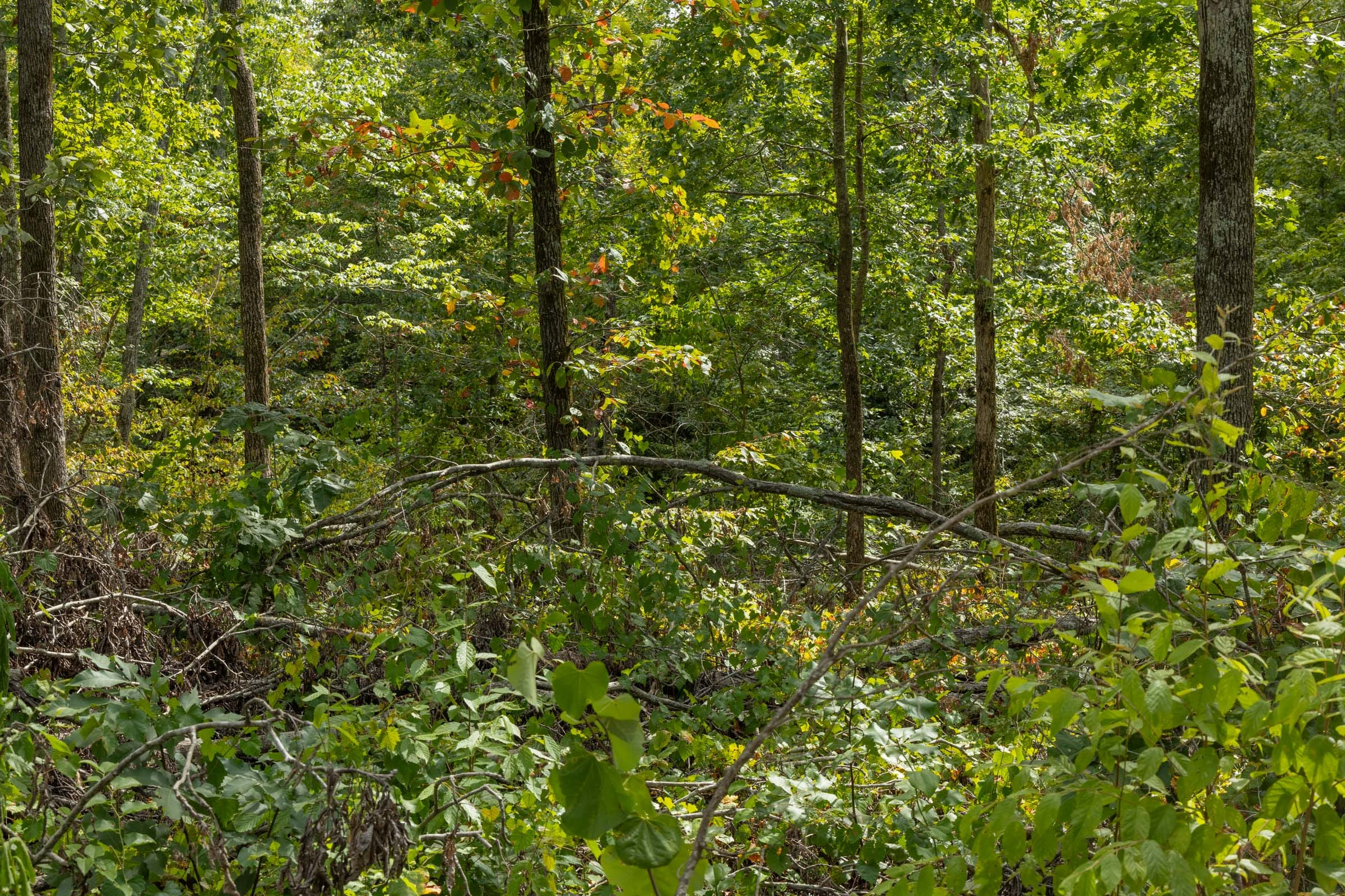 Tract 71 at Big White Oak in Perry County, Tennessee