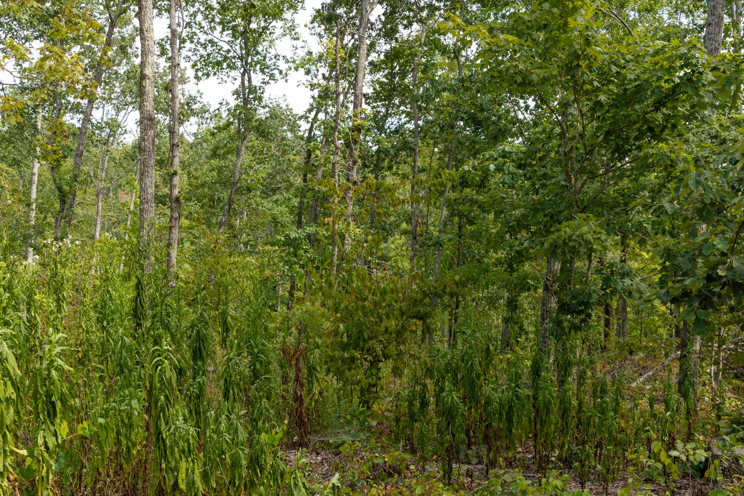 Tract 73 at Big White Oak in Perry County, Tennessee
