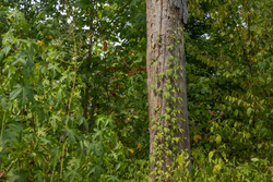 property photo for Big White Oak Tract 77, 6.61 acres for sale in Perry County, Tennessee