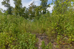 property photo for Big White Oak Tract 77, 6.61 acres for sale in Perry County, Tennessee