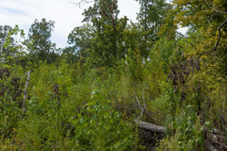 property photo for Big White Oak Tract 77, 6.61 acres for sale in Perry County, Tennessee