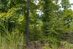 property photo for Big White Oak Tract 77, 6.61 acres for sale in Perry County, Tennessee