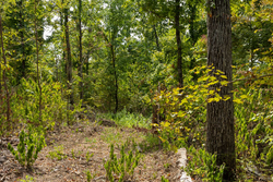 property photo for Big White Oak Tract 80, 8.2 acres for sale in Perry County, Tennessee