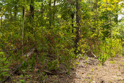 property photo for Big White Oak Tract 80, 8.2 acres for sale in Perry County, Tennessee