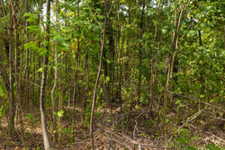 property photo for Big White Oak Tract 80, 8.2 acres for sale in Perry County, Tennessee