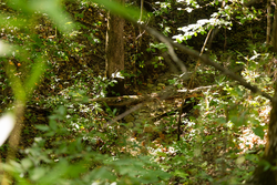 property photo for Big White Oak Tract 85, 13.06 acres for sale in Perry County, Tennessee