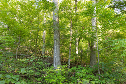 property photo for Big White Oak Tract 85, 13.06 acres for sale in Perry County, Tennessee