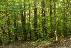 property photo for Big White Oak Tract 85, 13.06 acres for sale in Perry County, Tennessee
