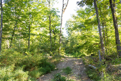 property photo for Big White Oak Tract 85, 13.06 acres for sale in Perry County, Tennessee