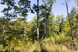 property photo for Big White Oak Tract 85, 13.06 acres for sale in Perry County, Tennessee