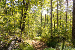 property photo for Big White Oak Tract 85, 13.06 acres for sale in Perry County, Tennessee
