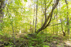 property photo for Big White Oak Tract 85, 13.06 acres for sale in Perry County, Tennessee