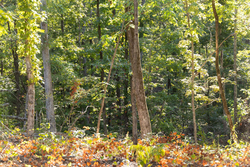 property photo for Big White Oak Tract 85, 13.06 acres for sale in Perry County, Tennessee