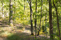 property photo for Big White Oak Tract 85, 13.06 acres for sale in Perry County, Tennessee