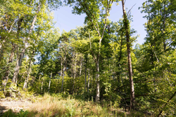 property photo for Big White Oak Tract 85, 13.06 acres for sale in Perry County, Tennessee