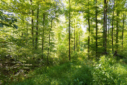 property photo for Big White Oak Tract 85, 13.06 acres for sale in Perry County, Tennessee