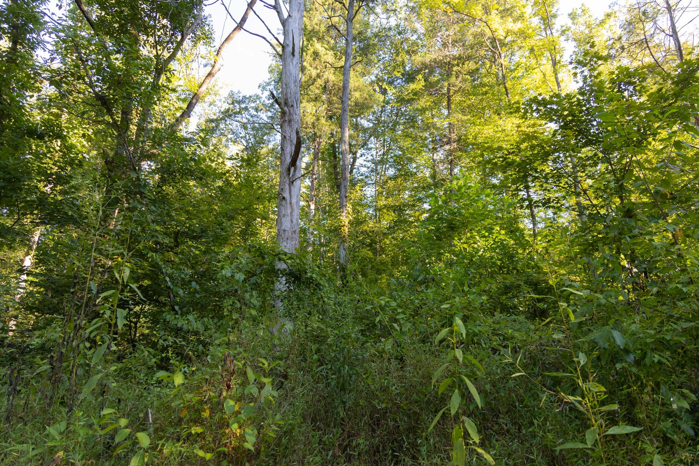 Tract 89 at Big White Oak in Perry County, Tennessee