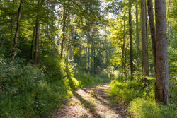 property photo for Big White Oak Tract 89, 10.49 acres for sale in Perry County, Tennessee