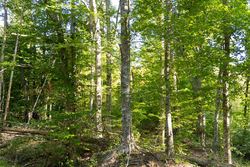 property photo for Big White Oak Tract 89, 10.49 acres for sale in Perry County, Tennessee