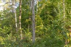 property photo for Big White Oak Tract 89, 10.49 acres for sale in Perry County, Tennessee