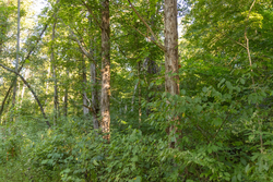 property photo for Big White Oak Tract 89, 10.49 acres for sale in Perry County, Tennessee