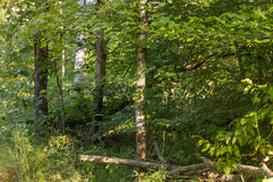 property photo for Big White Oak Tract 89, 10.49 acres for sale in Perry County, Tennessee