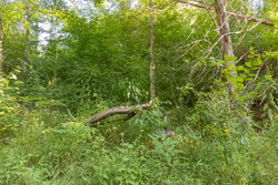 property photo for Big White Oak Tract 89, 10.49 acres for sale in Perry County, Tennessee
