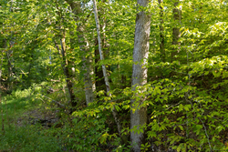 property photo for Big White Oak Tract 89, 10.49 acres for sale in Perry County, Tennessee