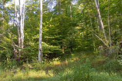 property photo for Big White Oak Tract 89, 10.49 acres for sale in Perry County, Tennessee
