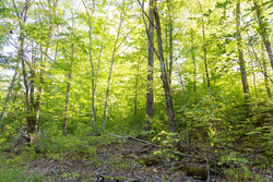 property photo for Big White Oak Tract 89, 10.49 acres for sale in Perry County, Tennessee