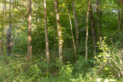 property photo for Big White Oak Tract 89, 10.49 acres for sale in Perry County, Tennessee