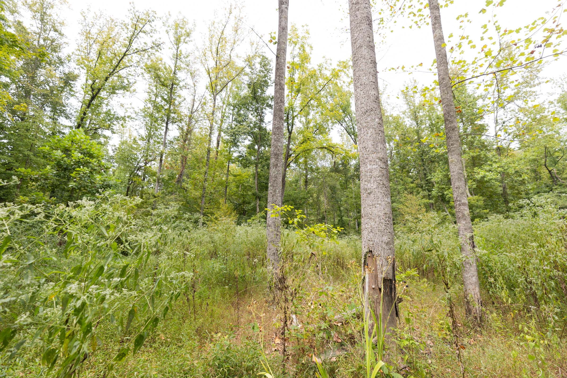 Big White Oak Â· Tract 93