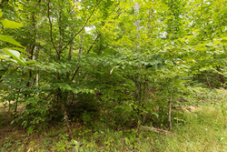 property photo for Big White Oak Tract 93, 14.06 acres for sale in Perry County, Tennessee