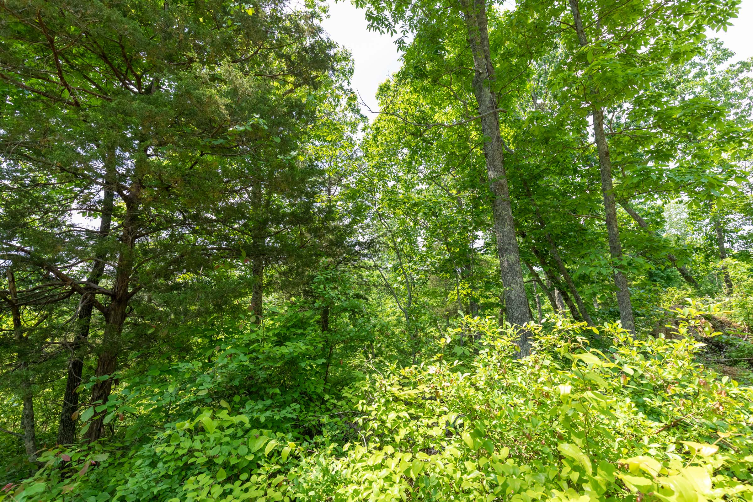 Tract 17 at Cedar Creek in Perry County, Tennessee