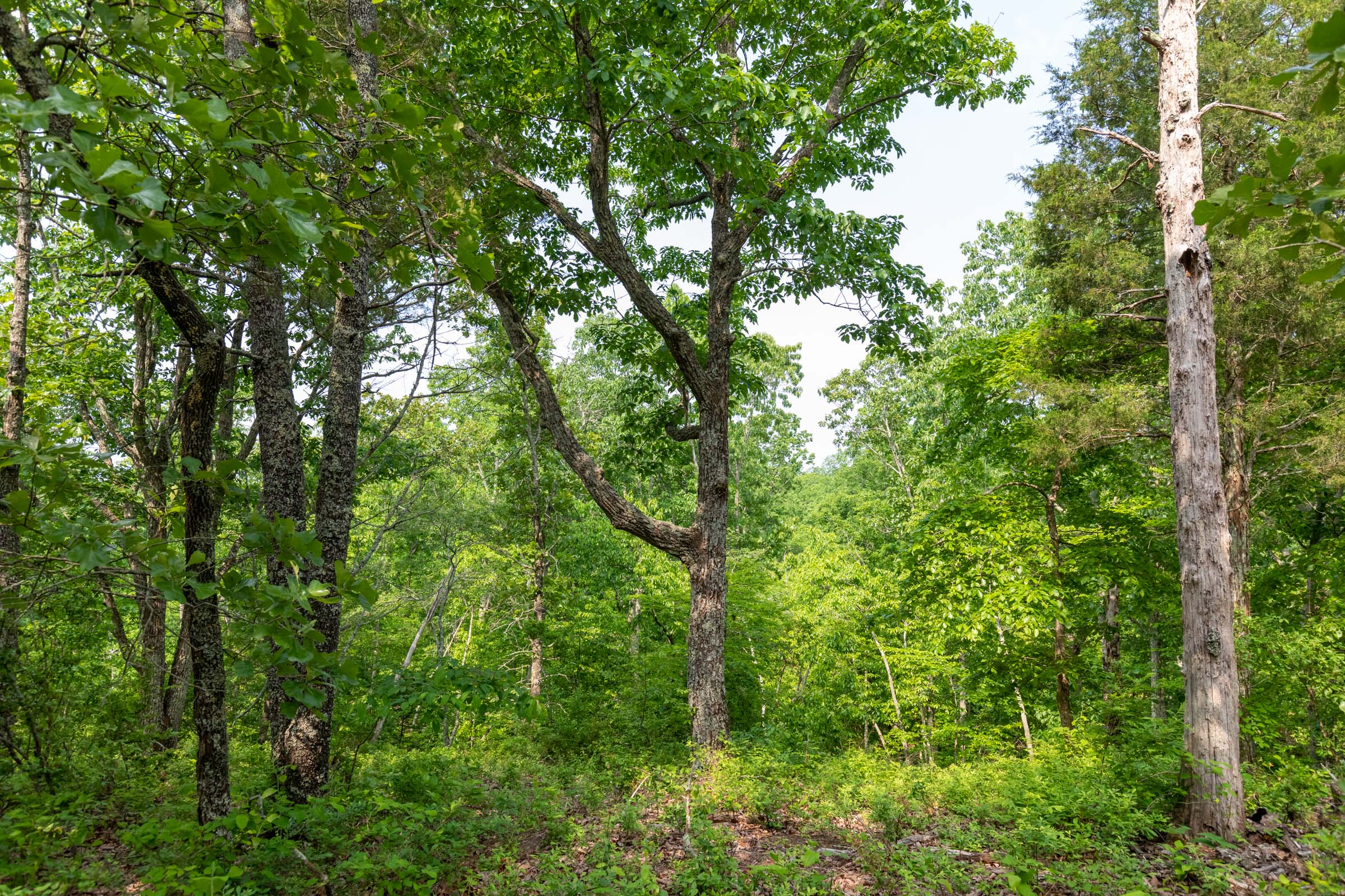 Tract 2 at Cedar Creek in Perry County, Tennessee