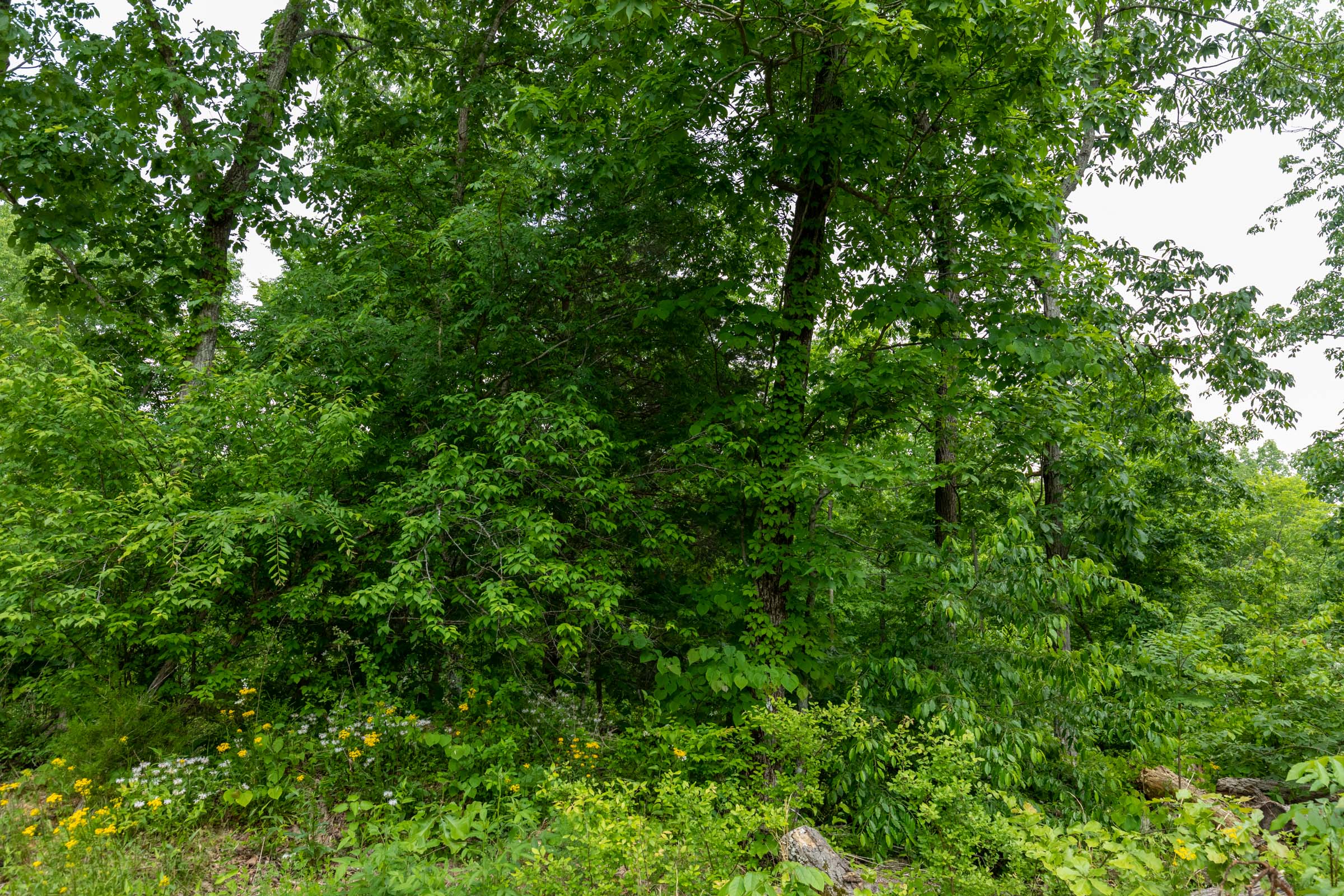 Tract 22 at Cedar Creek in Perry County, Tennessee